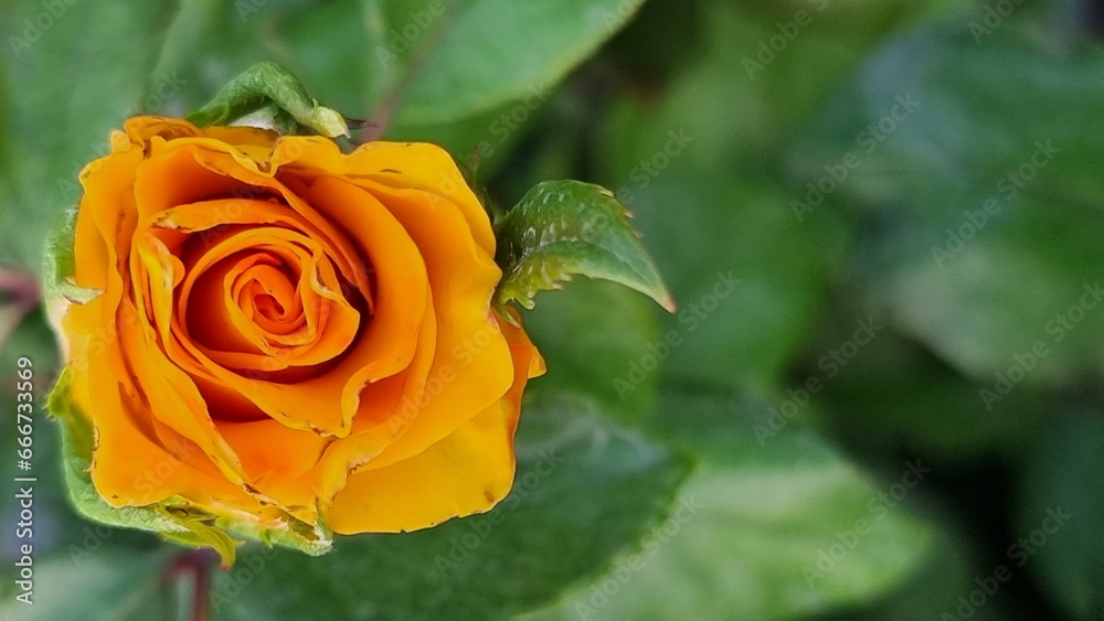 portrait of a yellow rose on a green background portrait of a yellow rose on a green background