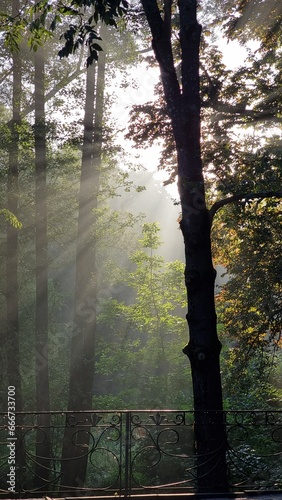 the morning trees of the park, piercing the rays of the early sun