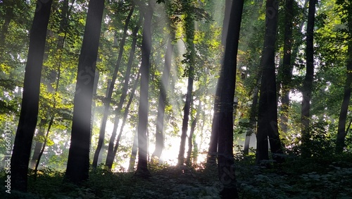the morning trees of the park, piercing the rays of the early sun