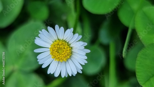 flowering clover  on a leafy green background
