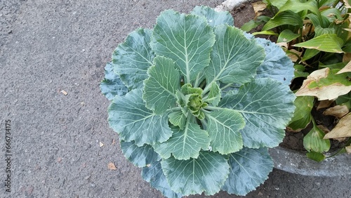 growing cabbage in a pot, flowerpot