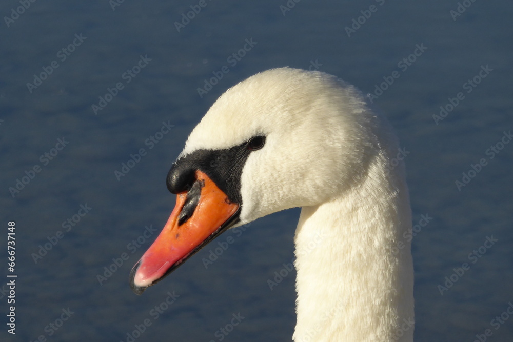 Höckerschwan (Cygnus olor), Portrait, Schwanenkopf Höckerschwan (Cygnus olor), Portrait, Schwanenkopf