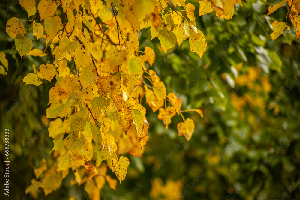 Yellow and green linden leaves. Autumn leaves in different colors. Tree leaves in autumn Yellow and green linden leaves. Autumn leaves in different colors. Tree leaves in autumn