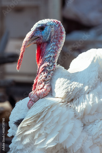 Portrait of a white fat turkey bird, close-up. A beautiful important turkey bird. Raising birds for sale