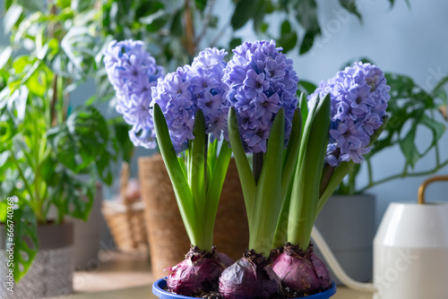 beautiful bright flowering bulbous hyacinths in pot stands on table against backdrop of indoor plants. Spring mood. photo
