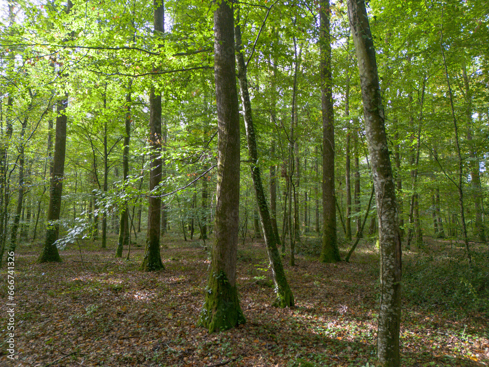 Obraz premium sous bois d'une forêt