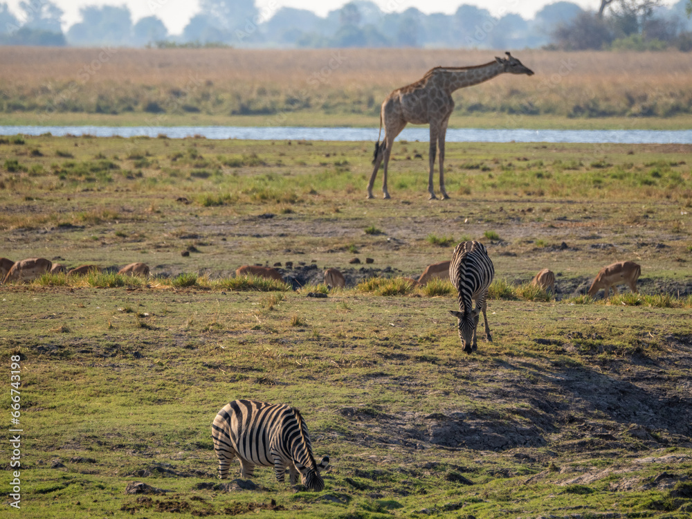 Naklejka premium Giraffe