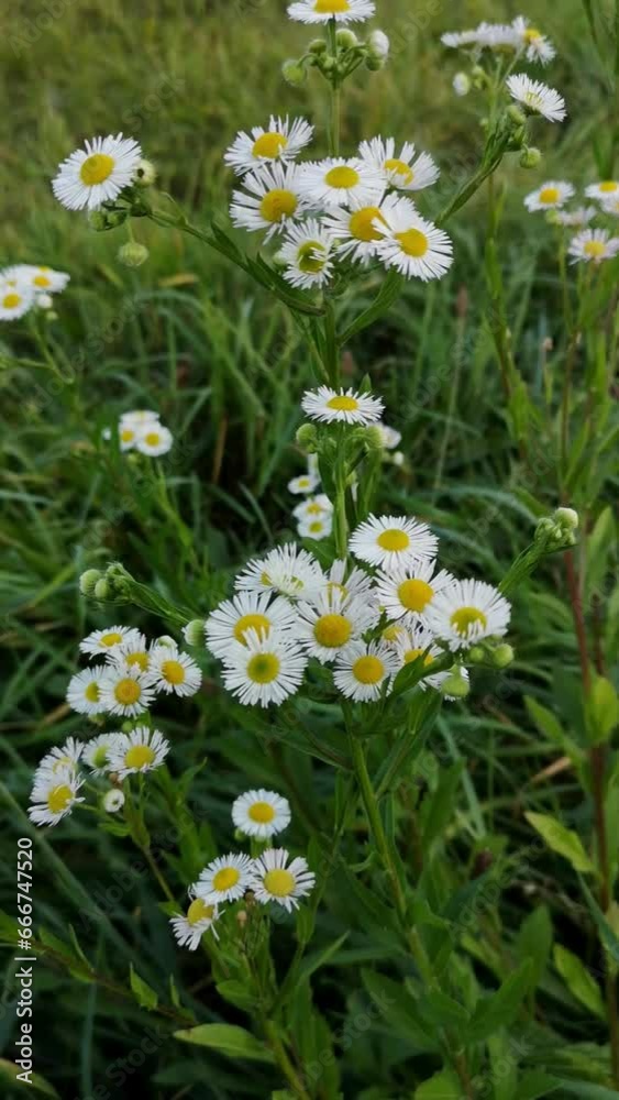 Vertical video of chamomile flowers in a field of daisies. Countryside. Moving Nature Background with Summer Day. Vertical video of chamomile flowers in a field of daisies. Countryside. Moving Nature Background with Summer Day.