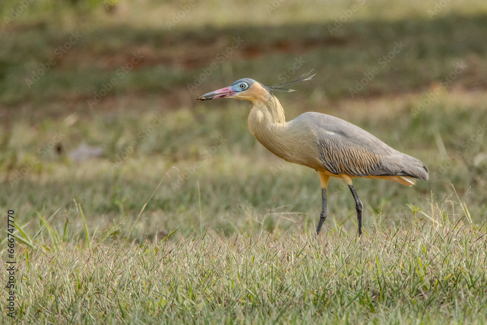A Whistling Heron also know as Maria Faceira hunting insects in a plowed field. Species Syrigma sibilatrix. Animal world. Bird lover. Birdwatching. Birding.