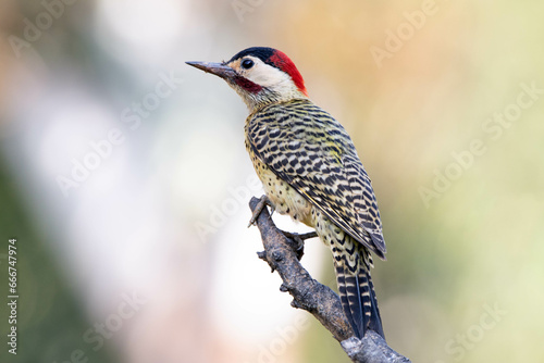A  Green-barred woodpecker also know as Pica-pau or Carpintero perched on the branch. Species Colaptes melanochloros. Birdwatching. Birding. Bird lover. photo