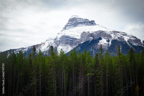 Mountain with snowy white top among dark forest.