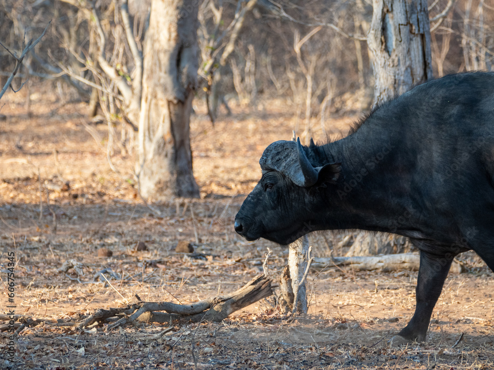Fototapeta premium Büffel