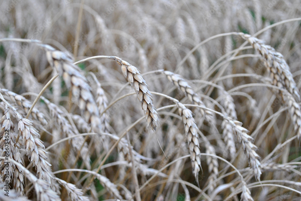 Fototapeta premium wheen on the field