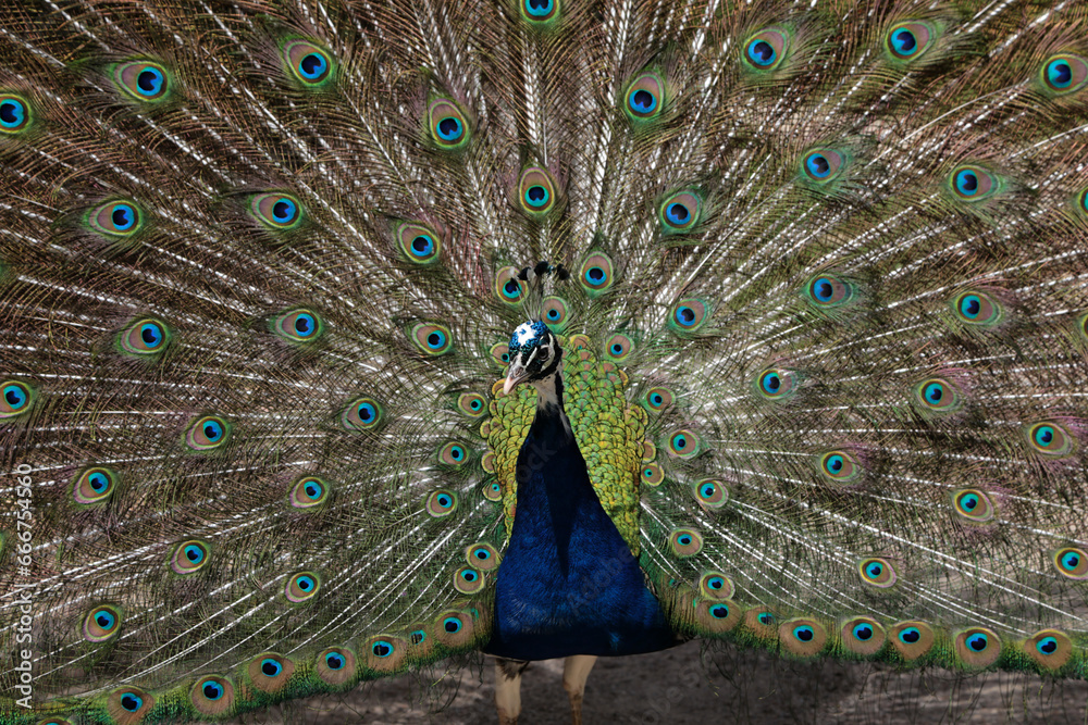 Obraz premium ein Pfau der ein Rad schlägt in einem Tierpark