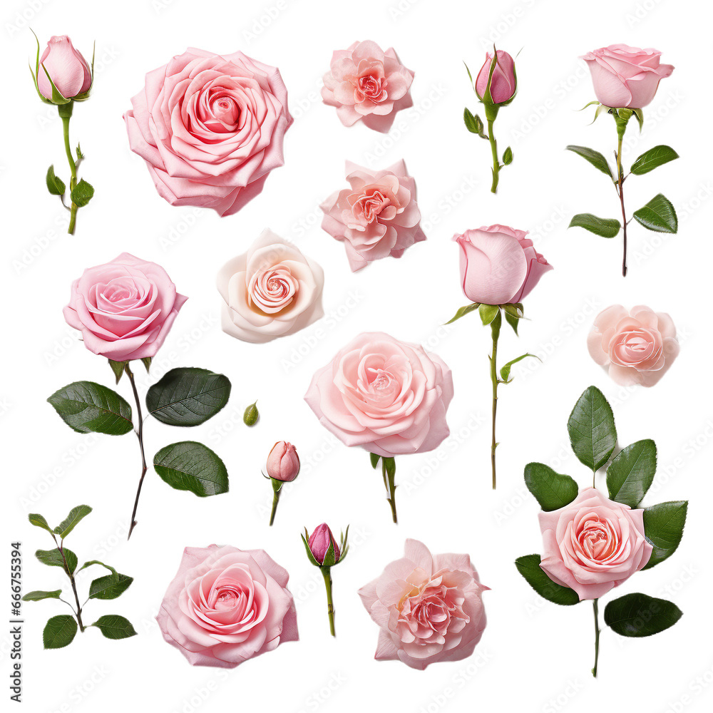seamless pattern with pink roses, PNG, transparent background