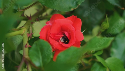 Bumblebee close-up in a flower. Collects nectar in a red rose bud. The concept of work, diligence. Pollination of garden flowers. Wildlife life in the city. Macro photography of insects. 4K video photo