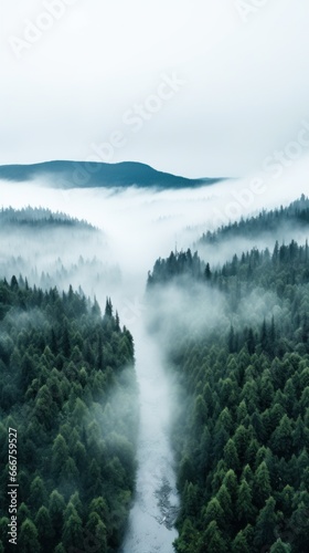 A top view of a forest with a white fog rolling over the treetops.