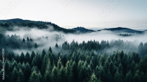 A high angle shot of a forest with a white fog covering