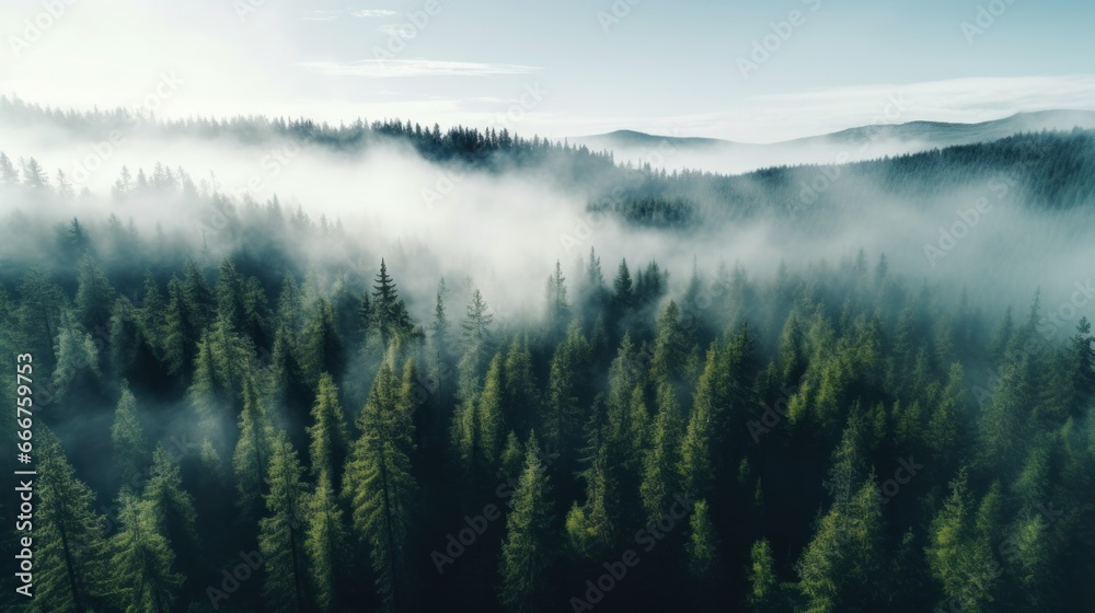 Fototapeta premium An aerial shot of a dense forest with a white fog