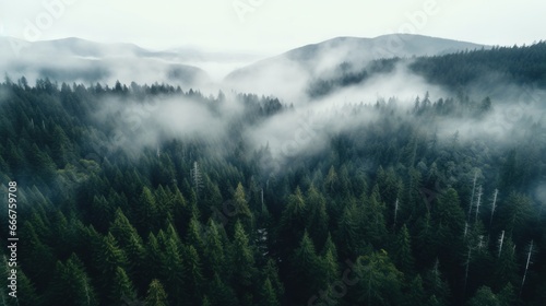An aerial shot of a dense forest with a white fog © olegganko
