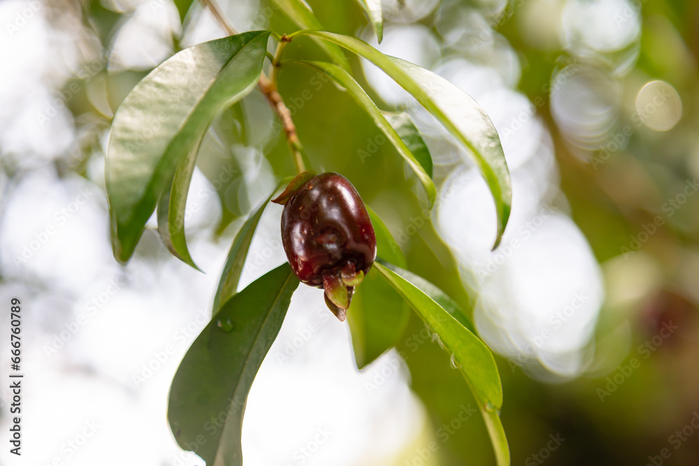 Obraz premium Ripe Eugenia involucrata, an exotic cherry spice commonly found in South America, especially in Brazil. Wild cherry or 