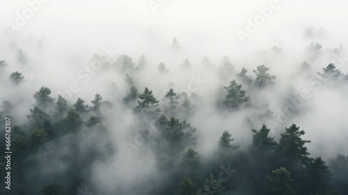 A top view of a forest with a white fog rolling over the treetops.