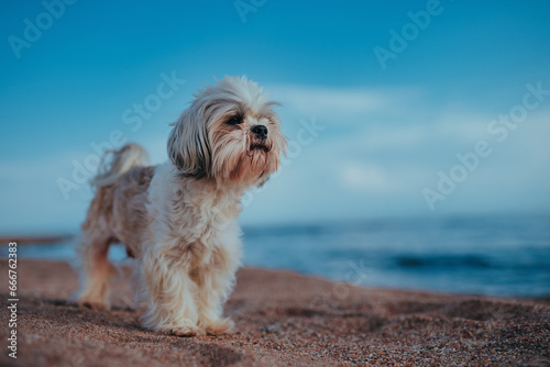 Shih Tzu dog standing on bank of mountain lake © chaossart