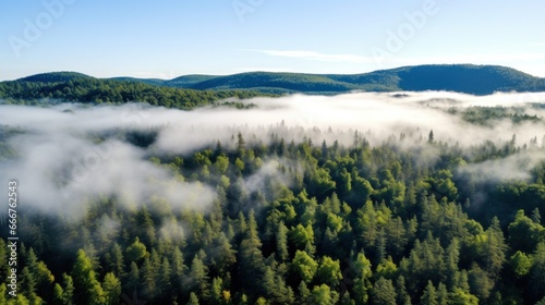 An aerial shot of a dense forest with a white fog