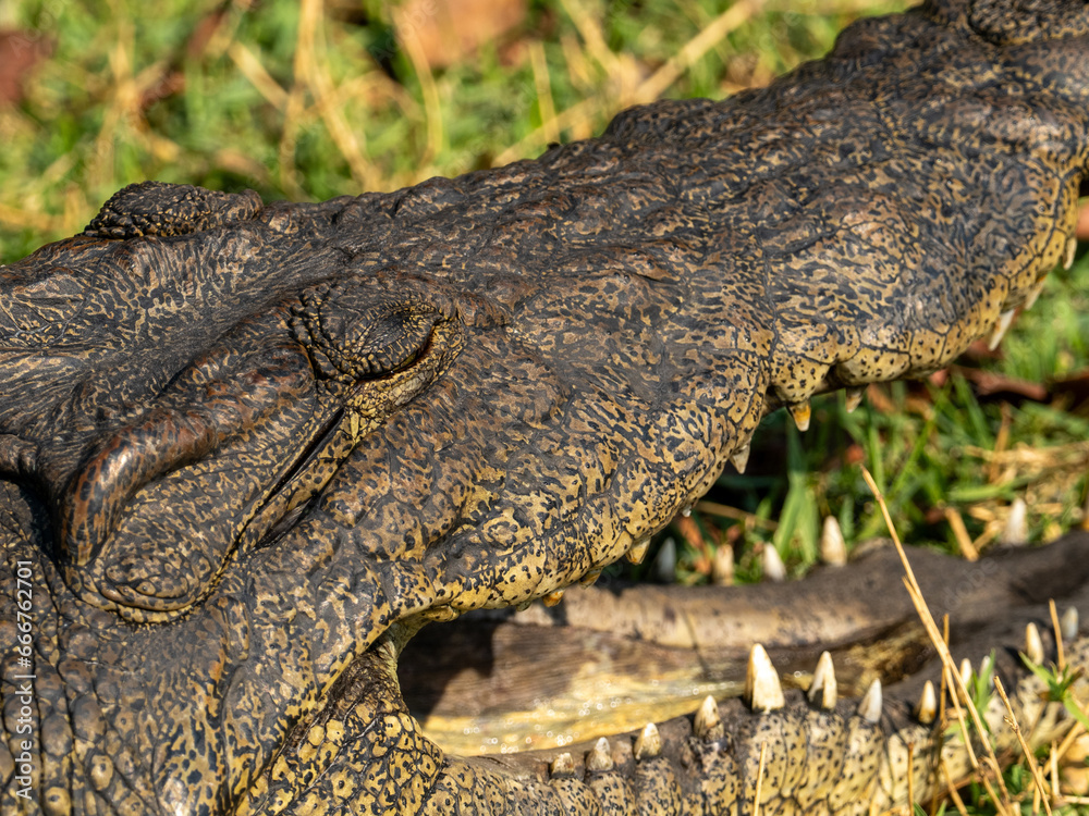 Obraz premium Krokodil