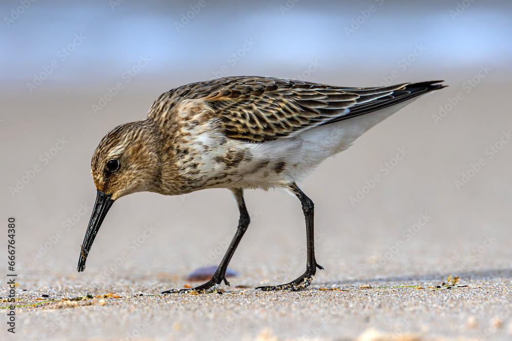 Dunlin (Calidris alpina) in late September plumage. Poland, the Baltic coast. Selective focus on bird's eye