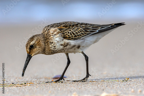 Obraz na płótnie Dunlin (Calidris alpina) in late September plumage. Poland, the Baltic coast. Selective focus on bird's eye w salonie