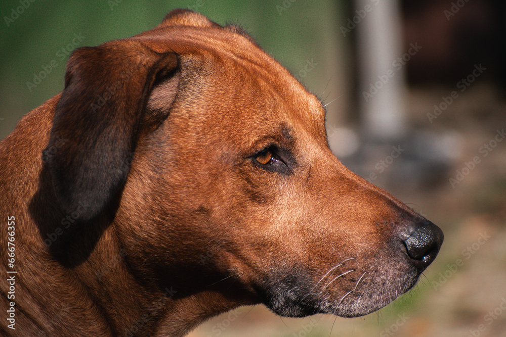 Rhodesian ridgeback dog in the sunshine outside in the garden Rhodesian ridgeback dog in the sunshine outside in the garden