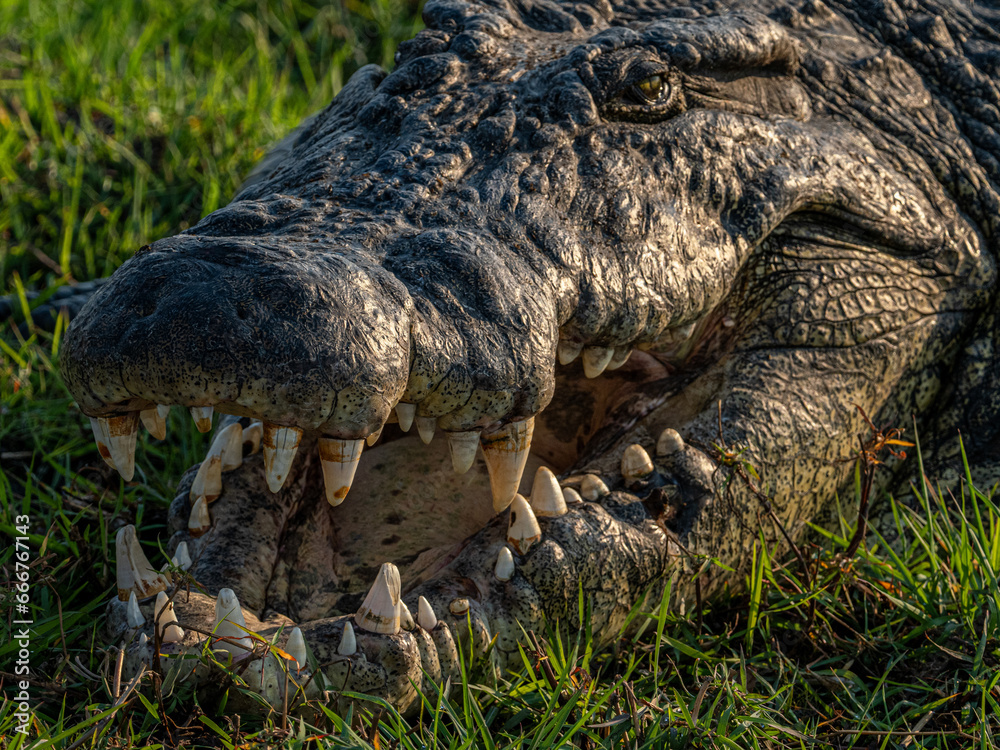 Obraz premium Krokodil