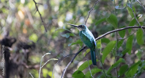 birds from pantanal