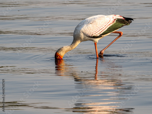 Gelbschnabel-Storch photo