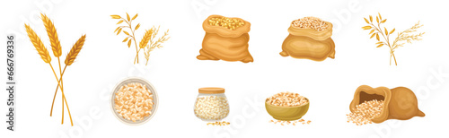 Wheat Grain Cereal in Husk and Spikelet Vector Set