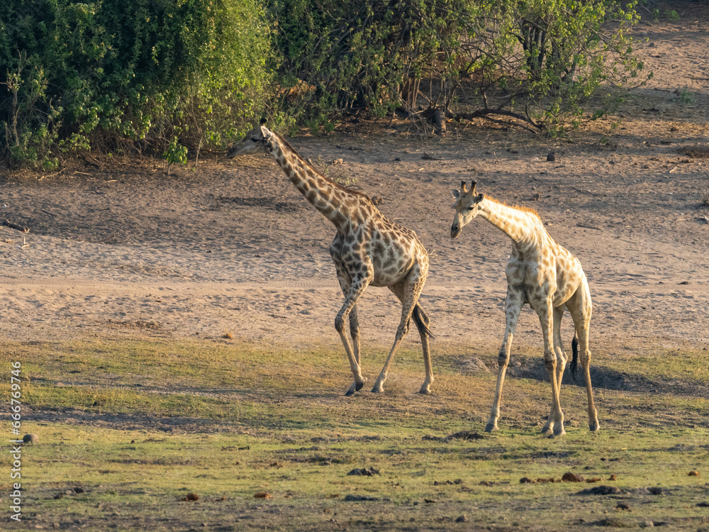 Naklejka premium Giraffe