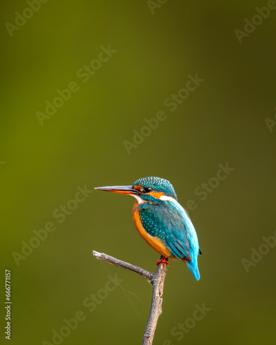 wild male common kingfisher or Alcedo atthis is a small colorful bird closeup or portrait perched in natural green background at keoladeo national park or bharatpur bird sanctuary rajasthan india asia