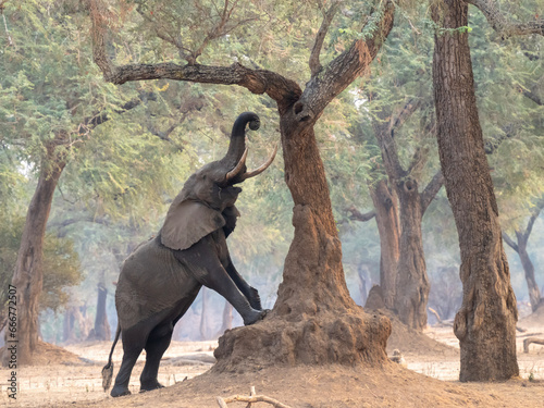 Elephant reaching to the branches of Ana tree in mana Pools national park