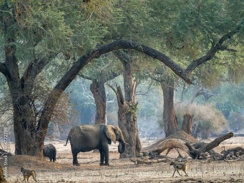 Fotografie Landscape of Mana Pools national park with different animals