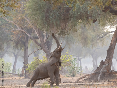 Elephants reaching to Faidherbia albida brancehes in Mana Pools national park photo