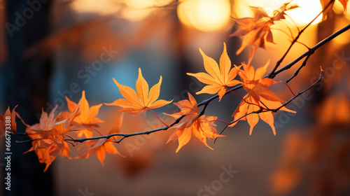 autumn leaves  fall season flora