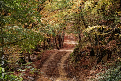 footpath in the beautiful dark woods