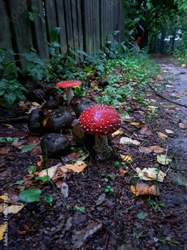 Quadro su tela red mushroom