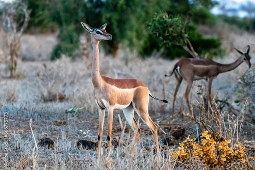 Antilope in der Landschaft von Kenia