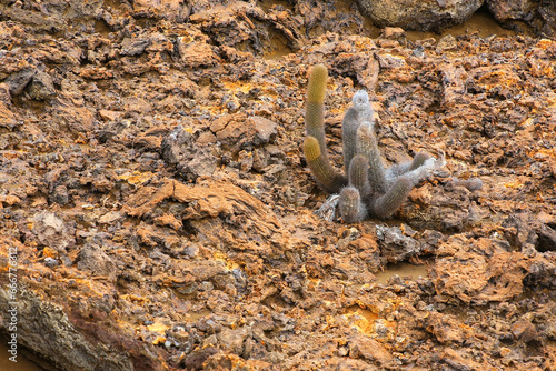 Lava cactus growing on Bartolome island in Galapagos National Park, Ecuador. photo