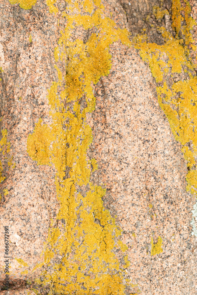 Yellow-orange Xanthoria lichen attached to the pink granite in Acadia National Park.
