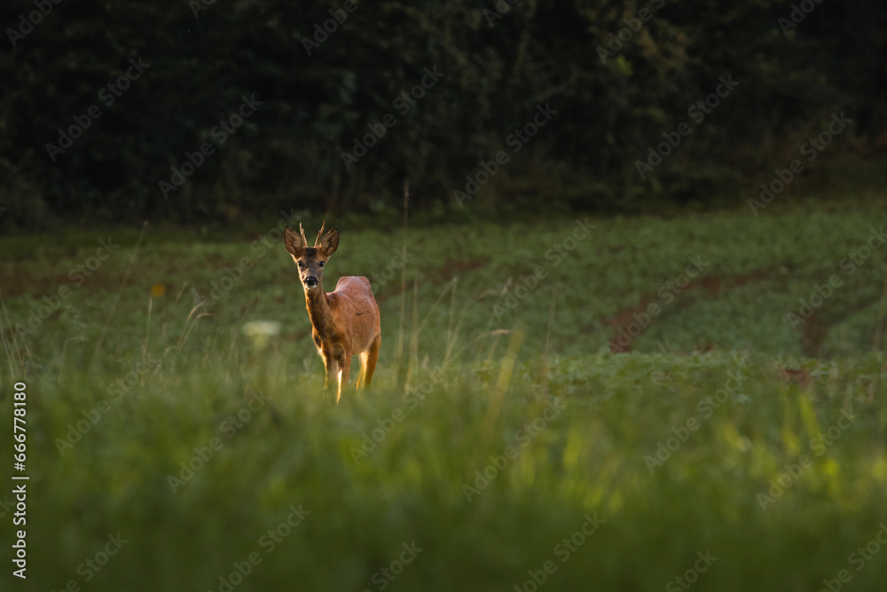 Rehbock auf der Wiese 