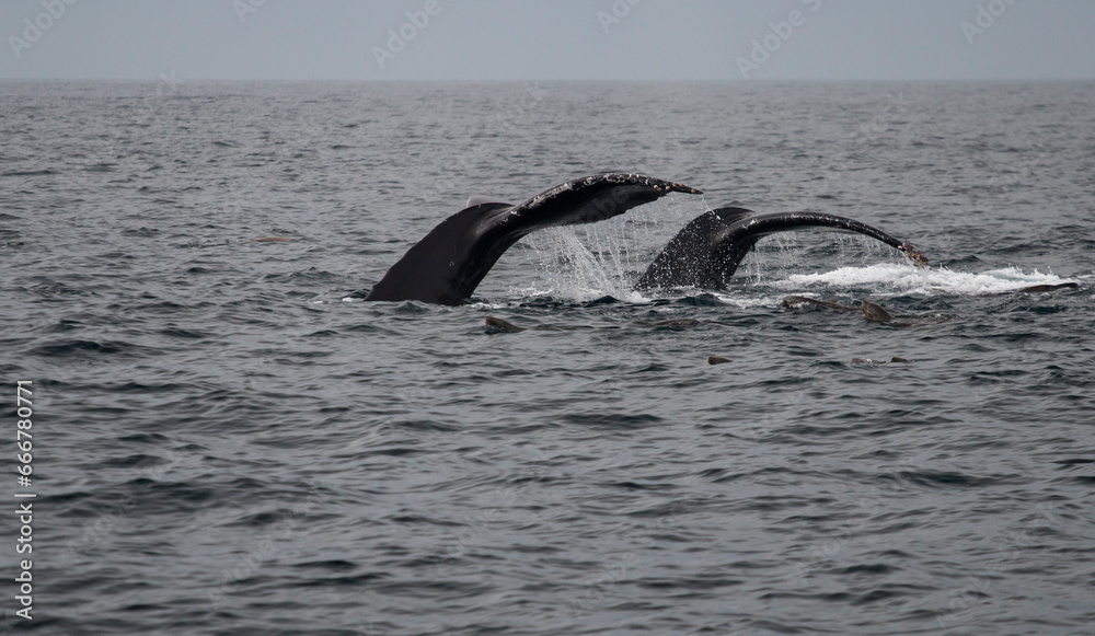 Fototapeta premium tails of synchronized humpback whales followed by sea lions in Monterey Bay, California, USA