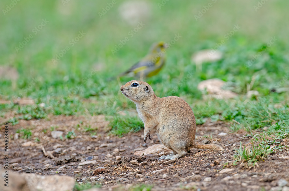 Ground squirrel and European Greenfinch bird in the background. Cute funny animal ground squirrel. Green nature background. Ground squirrel and European Greenfinch bird in the background. Cute funny animal ground squirrel. Green nature background.